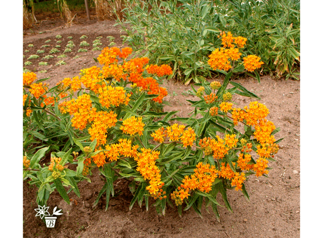 Asclepias tuberosa